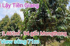 Sầu Riêng Trồng Ở Cai Lậy Tiền Giang